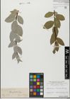 Foto von Salix glabra Scop.